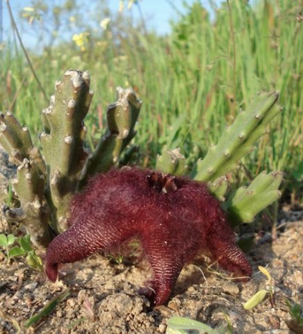 Stapelia hirsuta var. hirsuta digging or drilling
